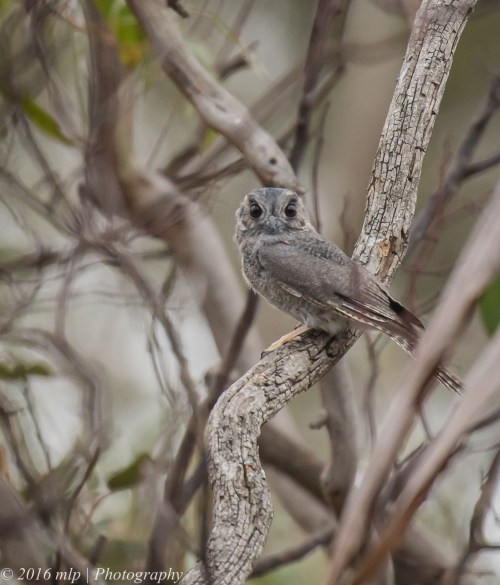 Australian Owlet-nightjar, You Yangs Regional Park, Victoria