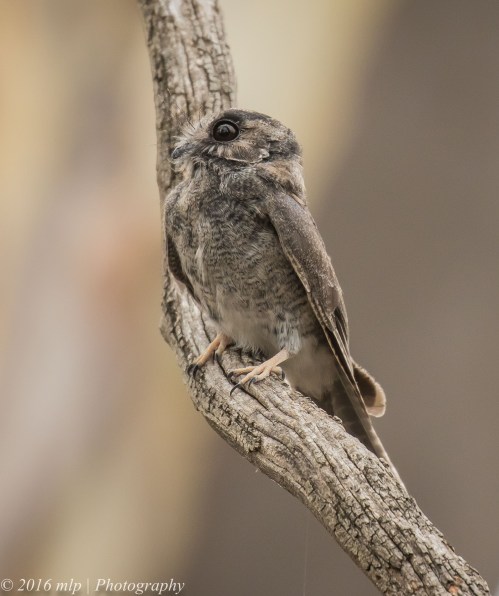 Australian Owlet-nightjar, You Yangs Regional Park, Victoria