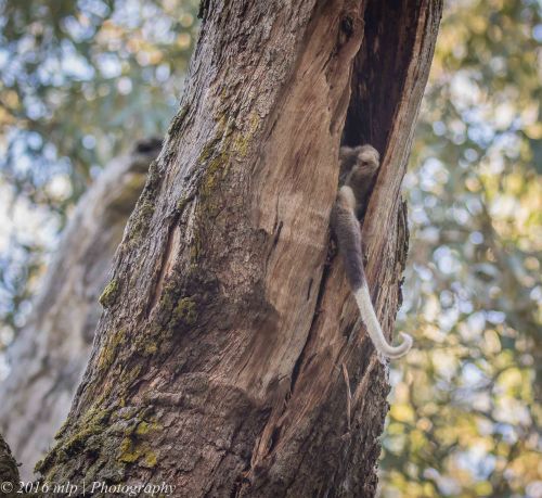 Ring Tailed Possum, Greens Bush, Mornington Peninsula National Park, Victoria