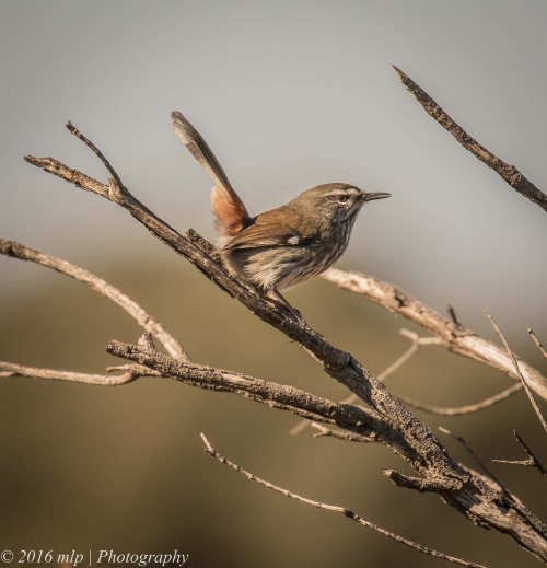 Shy Heathwren, Karmarooka Forest, Victoria,