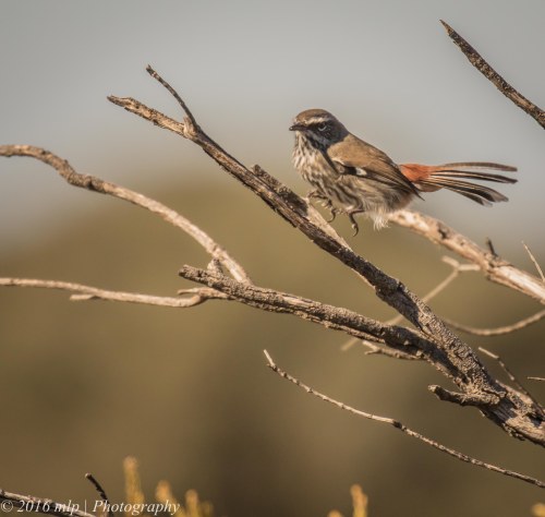 Shy Heathwren, Karmarooka Forest, Victoria,