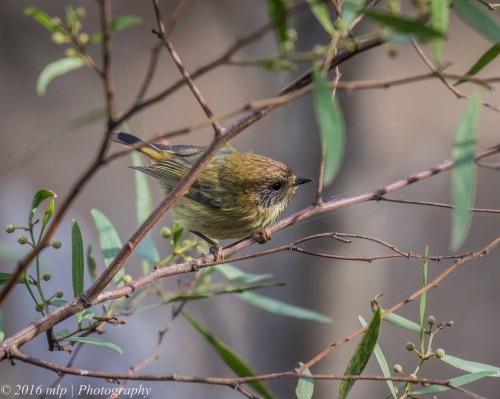 Striated Thornbill, Point Addis Iron Bark Track, Victoria