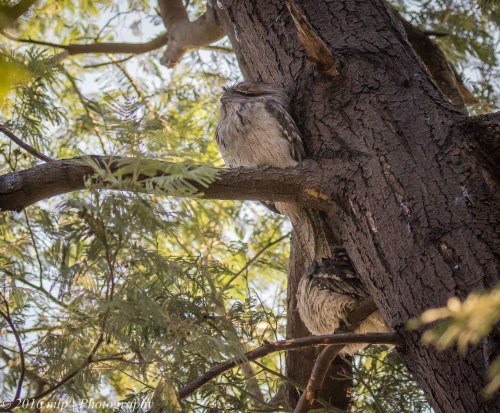 Tawny Forgmouths, St Kilda Botanic Gardens