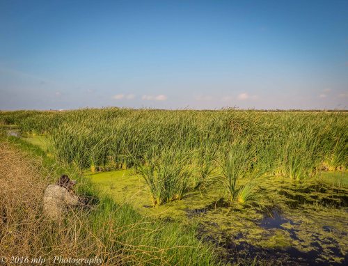 The Crake Pit,  Western Treatment Plant, Victoria