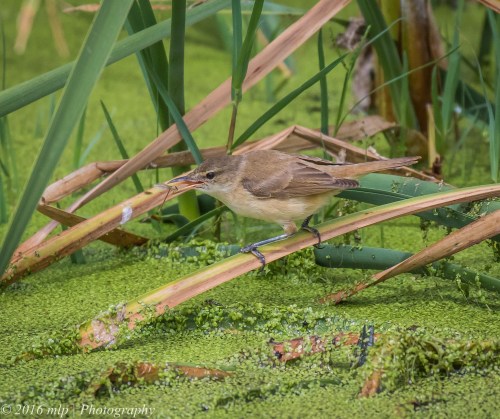 Australian Reed Warbler,  Western Treatment Plant, Victoria