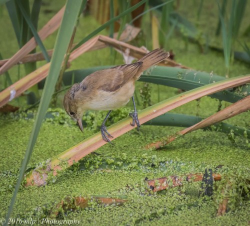 Australian Reed Warbler,  Western Treatment Plant, Victoria
