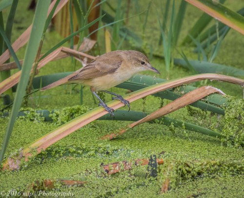 Australian Reed Warbler,  Western Treatment Plant, Victoria