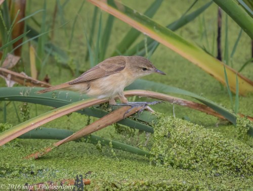 Australian Reed Warbler,  Western Treatment Plant, Victoria