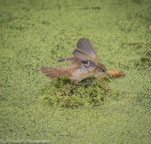 Australian Reed Warbler,  Western Treatment Plant, Victoria