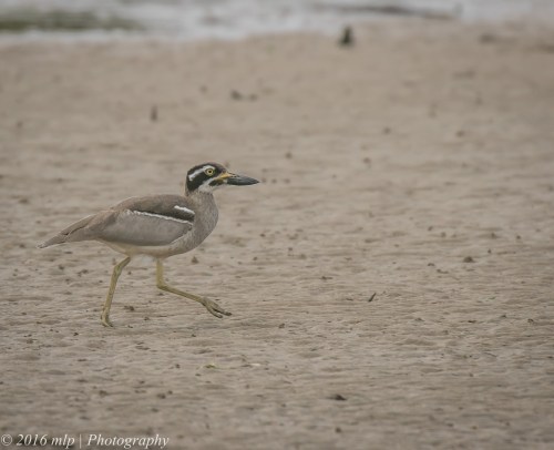 Beach Stone-curlew, Inverloch Beach, Victoria