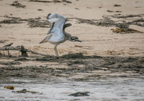 Beach Stone-curlew, Inverloch Beach, Victoria