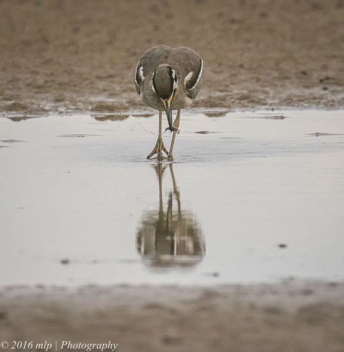 Beach Stone-curlew, Inverloch Beach, Victoria