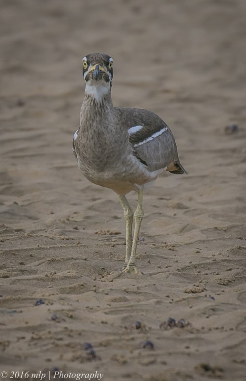 Beach Stone-curlew, Inverloch Beach, Victoria