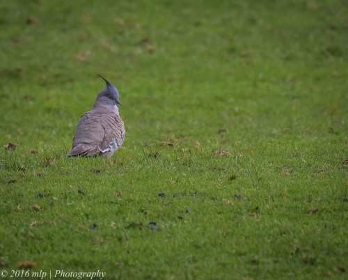 Crested Pigeon, Willowind Farm, Moorooduc, Victoria