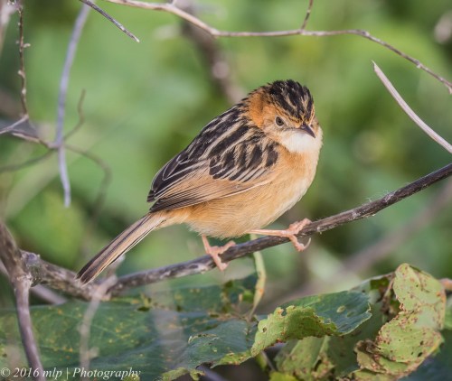 Golden-headed Cisticola,  Western Treatment Plant, Victoria