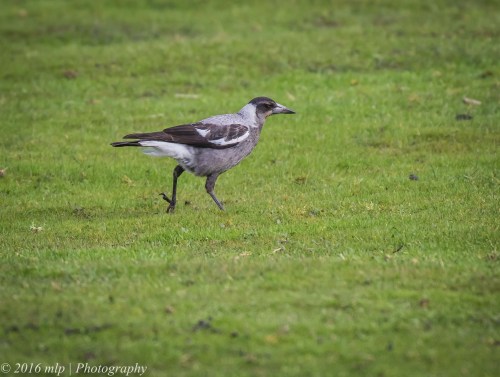 Juvenile Magpie, Willowind Farm, Moorooduc