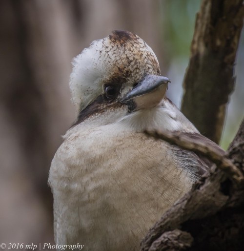 Kookaburra, Moorooduc Quarry, Victoria