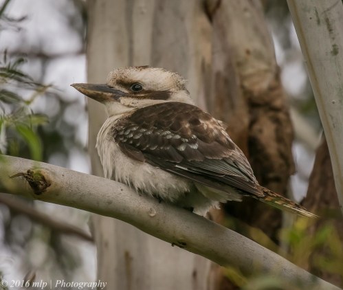 Kookaburra, Willowind Farm, Moorooduc, Victora