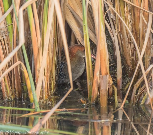 Lewin's Rail,  Western Treatment Plant, Victoria