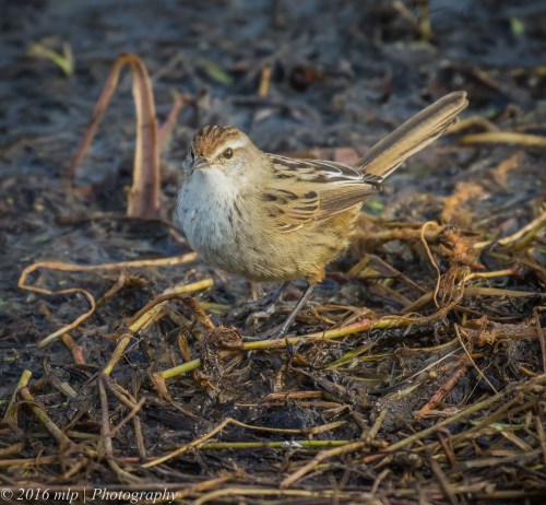 Little Grassbird,  Western Treatment Plant, Victoria