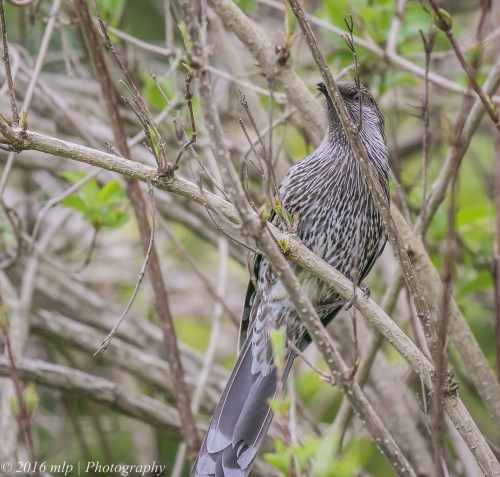 Little Wattlebird, Willowind Farm, Moorooduc, Victoria
