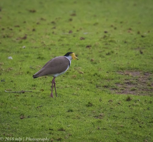 Masked Lapwing, Willowind Farm, Moorooduc