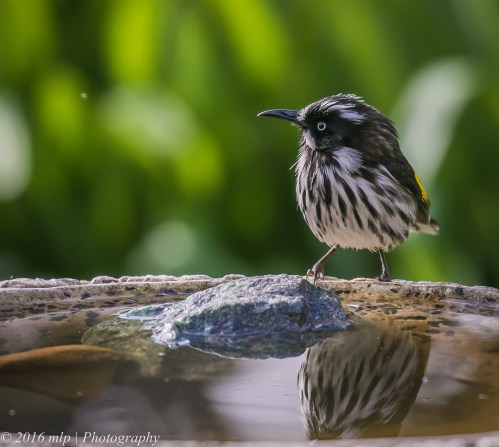 New Holland Honeyeater, Willowind Farm, Moorooduc, Victoria