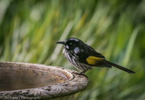 New Holland Honeyeater, Willowind Farm, Moorooduc, Victoria