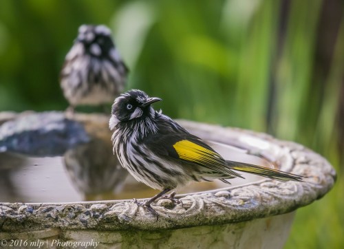 New Holland Honeyeater, Willowind Farm, Moorooduc, Victoria