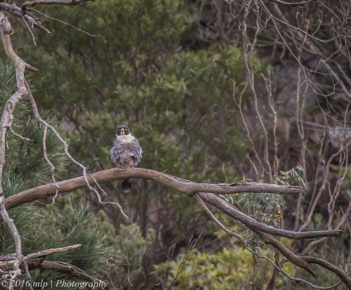 Peregrine Falcon, Moorooduc Quarry, Victoria