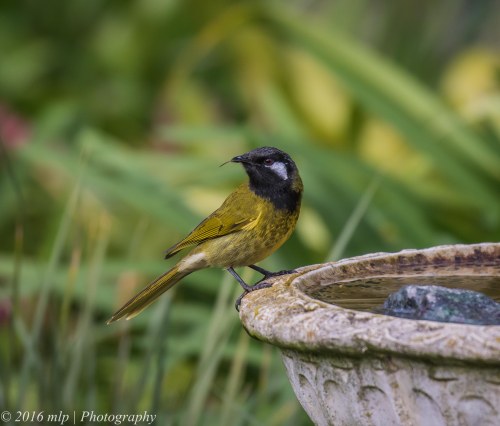 White-eared Honeyeater, Willowind Farm, Moorooduc, Victoria