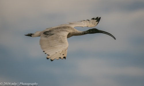 Australian White Ibis, Inverloch Beach, Victoria