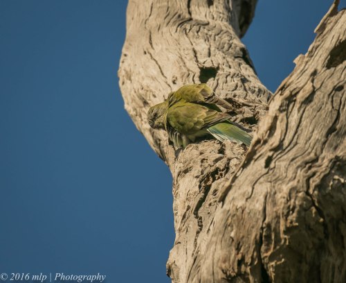 Red-rumped Parrots, Braeside Park, Victoria