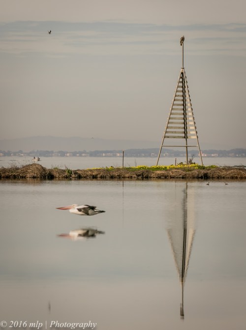 Flyby Pelican and Immature White Bellied Sea-Eagle, Western Treatment Plant, Werribee, Victoria