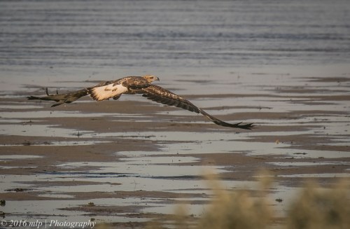 Immature White Bellied Sea-Eagle, Western Treatment Plant, Werribee, Victoria