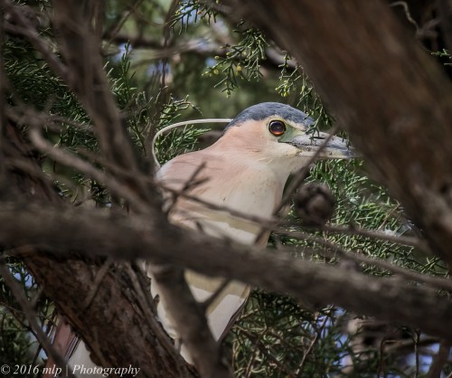 Nankeen Night Heron, Elster Creek, Elwood,Victoria