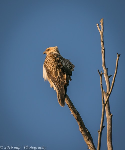 Whistling Kite, Western Treatment Plant, Victoria