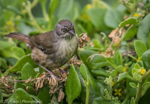 White-browed Scrubwren, Point Ormond scrub, Elwood, Victoria