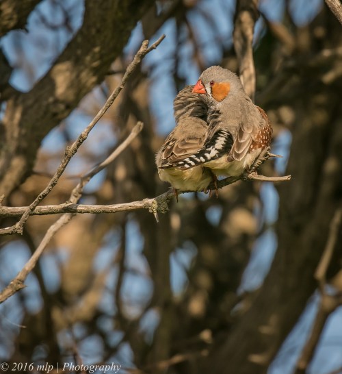 Zebra Finches, Western Treatment Plant, Werribee, Victoria