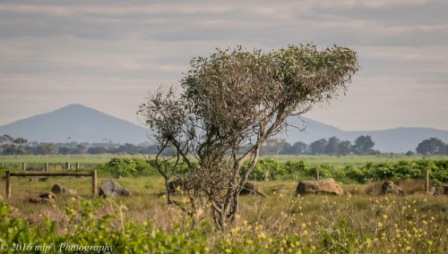 Zebra Finches nest tree, Western Treatment Plant, Werribee, Victoria