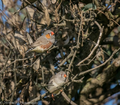 Zebra Finches, Western Treatment Plant, Werribee, Victoria