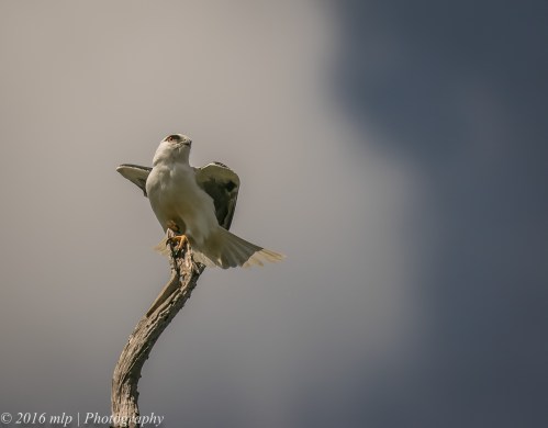 black-shouldered-kite-braeside-park-braeside-victoria