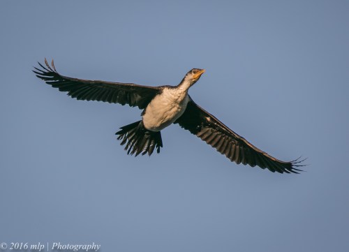 Elsternwick Lake Little Pied Cormorant, Elsternwick, Victoria