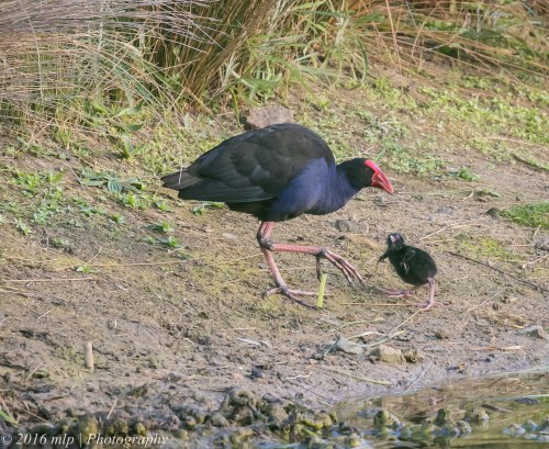 Elsternwick Lake Swamphens, Elsternwick, VictoriaElsternwick Lake Swamphens, Elsternwick, Victoria