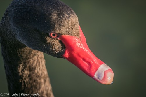 Elsternwick Lake Swan, Elsternwick, Victoria