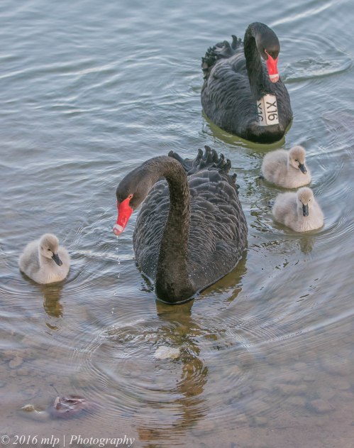Elsternwick Lake Swan family, Elsternwick, Victoria