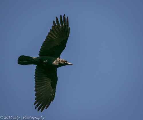Little Raven, Braeside Park, Victoria