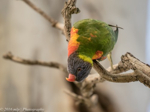 Rainbow Lorikeet Braeside Park, Braeside, Victoria