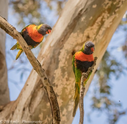 Rainbow Lorikeet Braeside Park, Braeside, Victoria