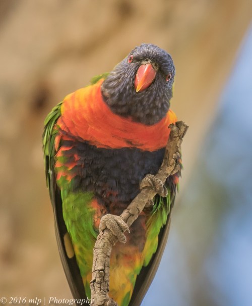 Rainbow Lorikeet Braeside Park, Braeside, Victoria